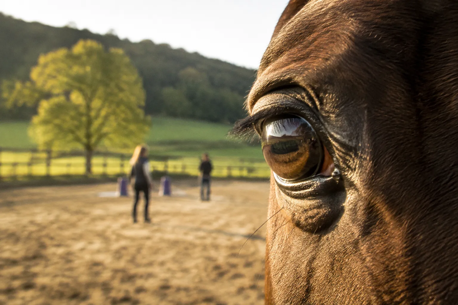 Efecto espejo equino: cómo leen los caballos las emociones