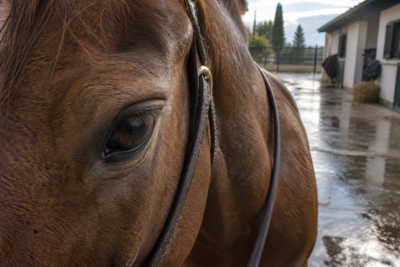 Estrés sutil en caballos de terapia: el caso de la falsa calma