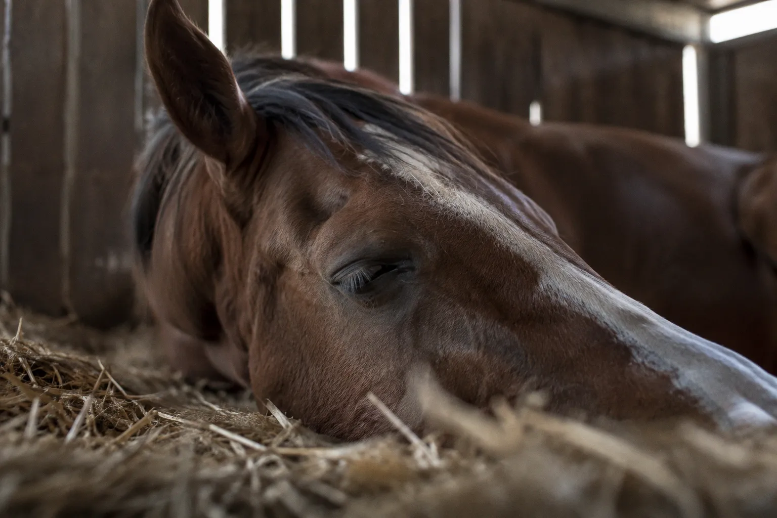 Sueño REM en caballos de terapia: qué sabemos hoy